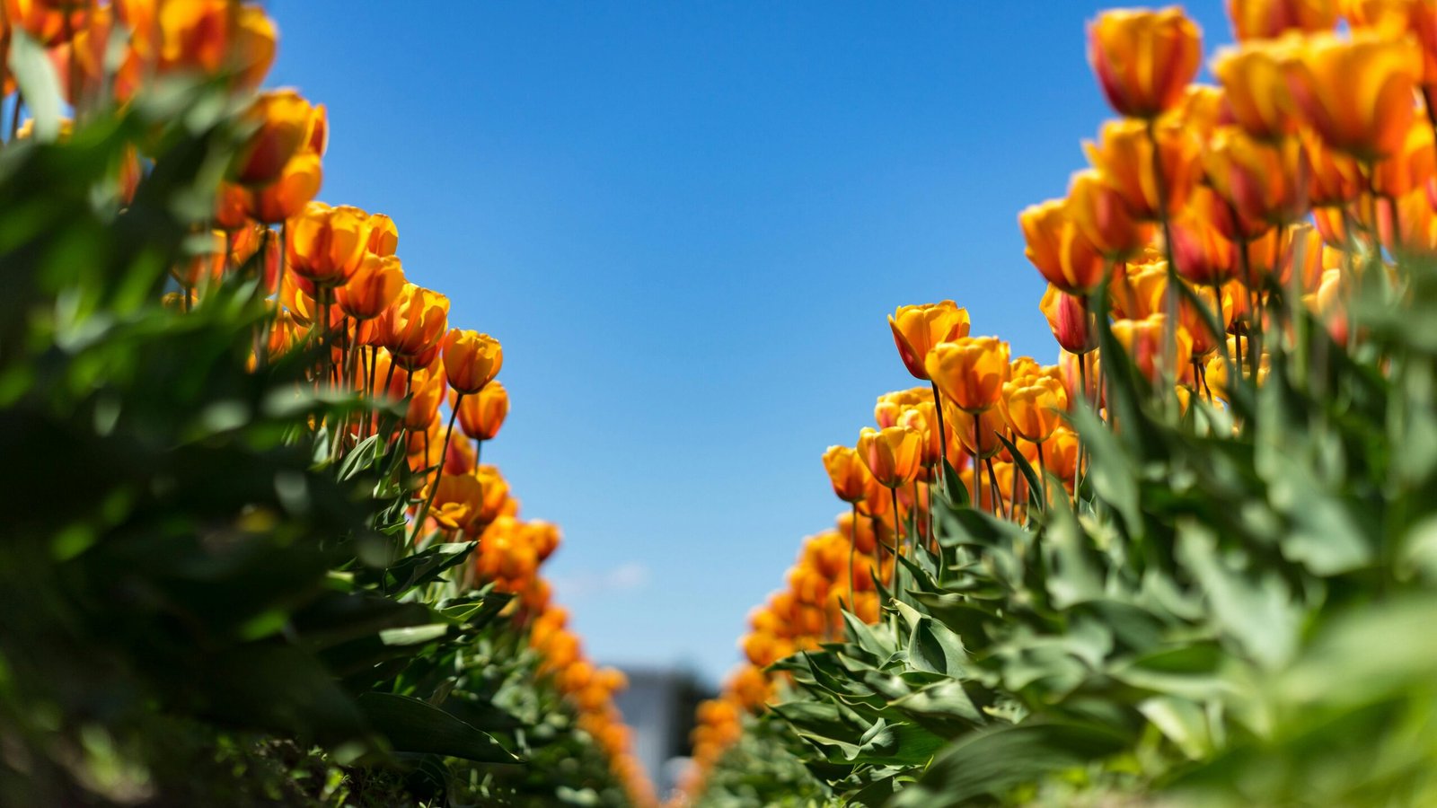 Beautiful field of blooming orange tulips under a bright blue sky, symbolizing growth and summer.